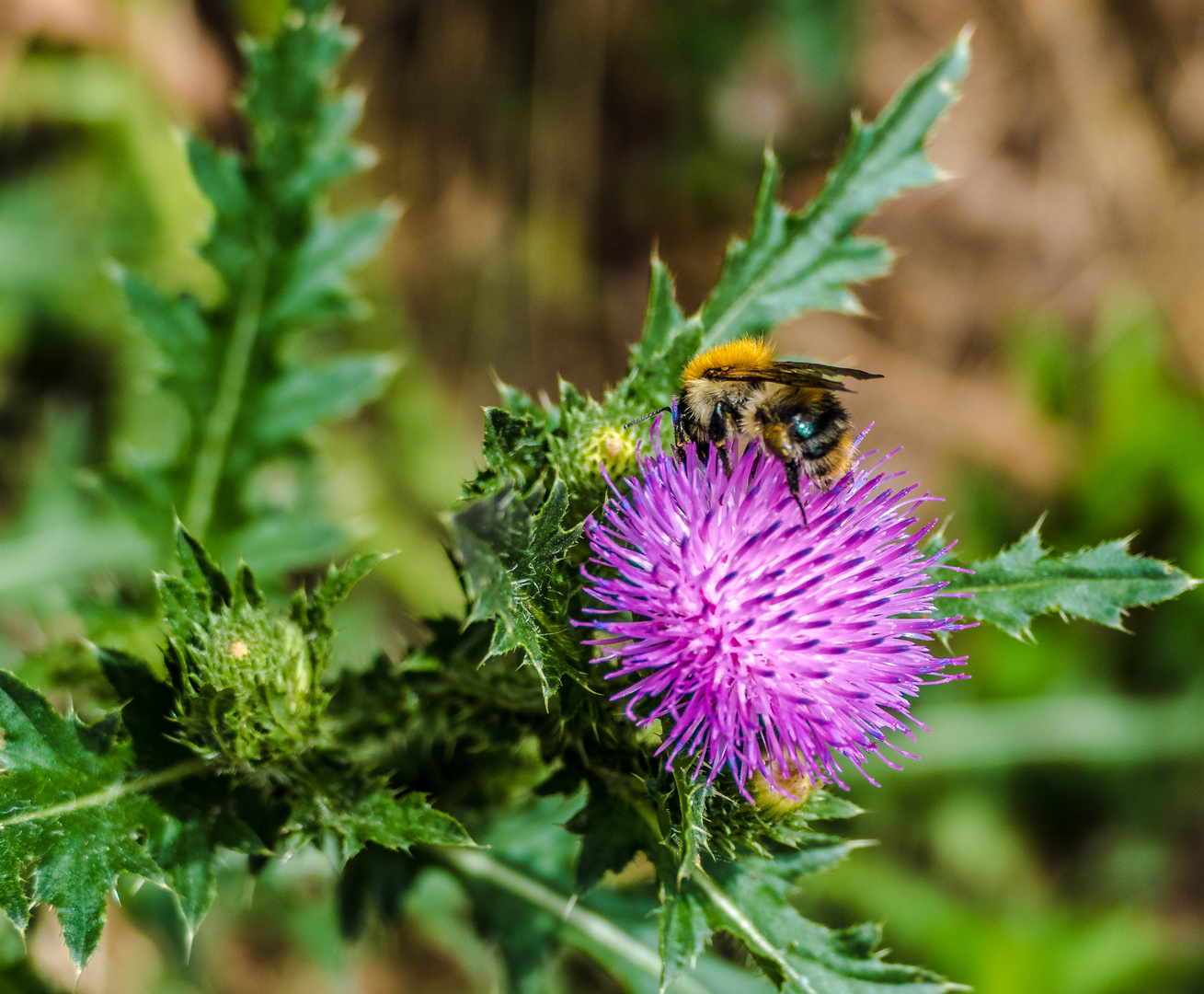 Hummel am Marchfeldkanal