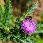 Hummel am Marchfeldkanal