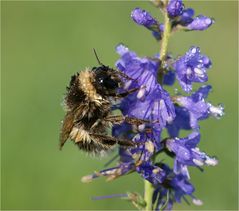 Hummel am Morgen