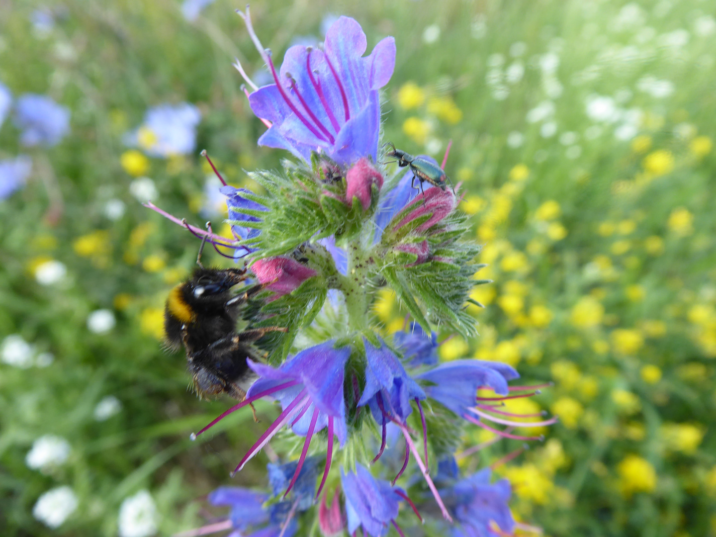 Hummel am Morgen