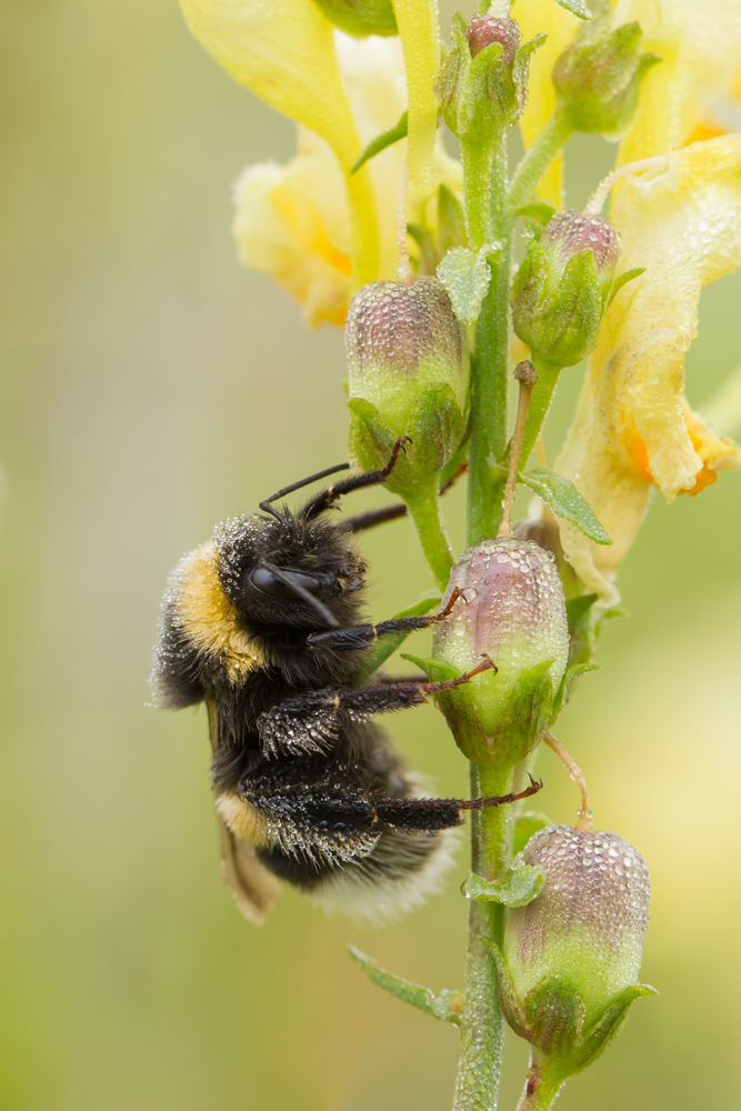 Hummel am Morgen