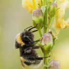 Hummel am Morgen