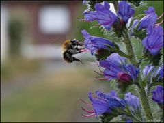 Hummel am Natternkopf