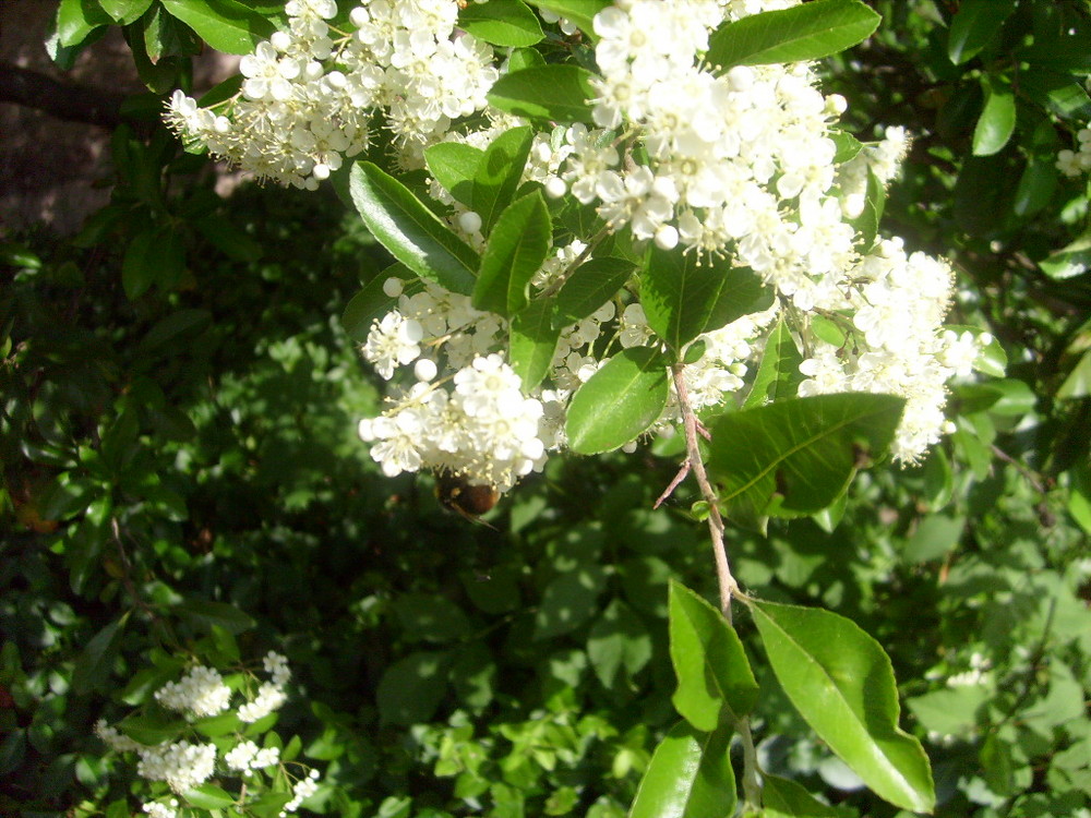 Hummel am nektarsammeln