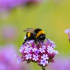 Hummel am NRW-Forum