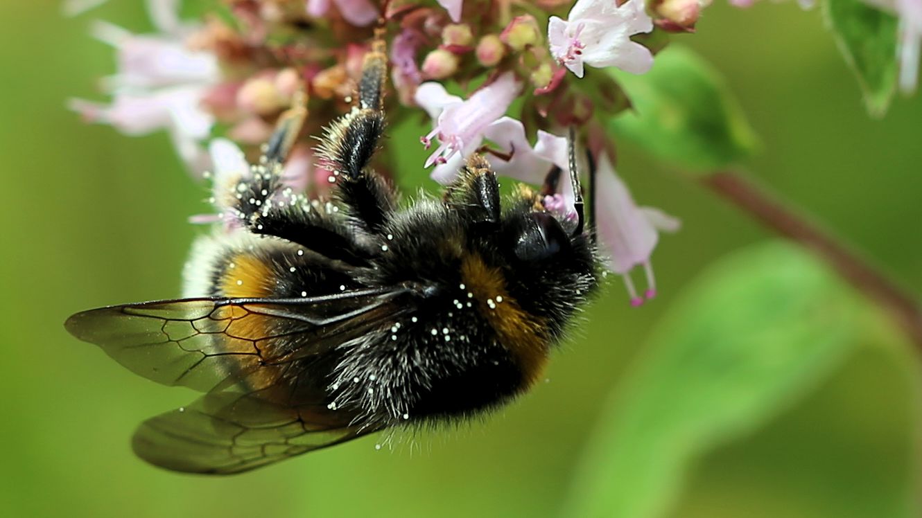 Hummel am Oregano!