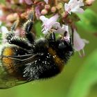 Hummel am Oregano!