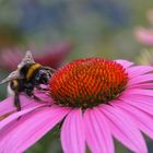 Hummel am Purpur-Sonnenhut