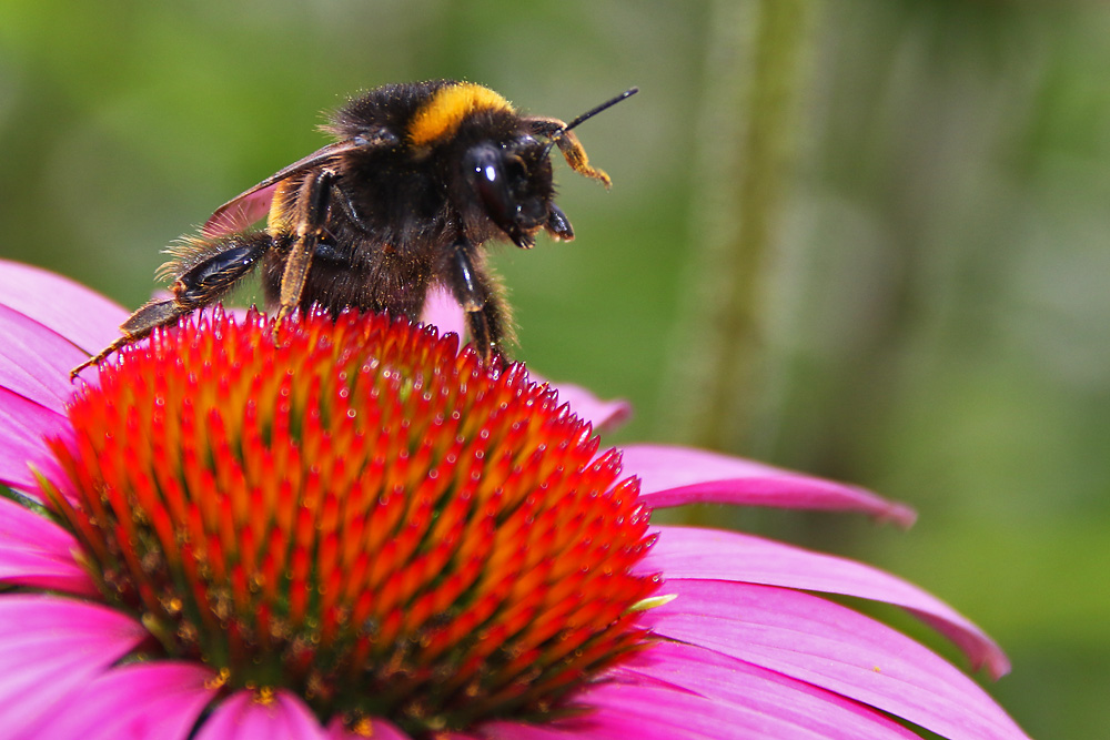 Hummel am Purpur-Sonnenhut