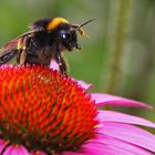 Hummel am Purpur-Sonnenhut