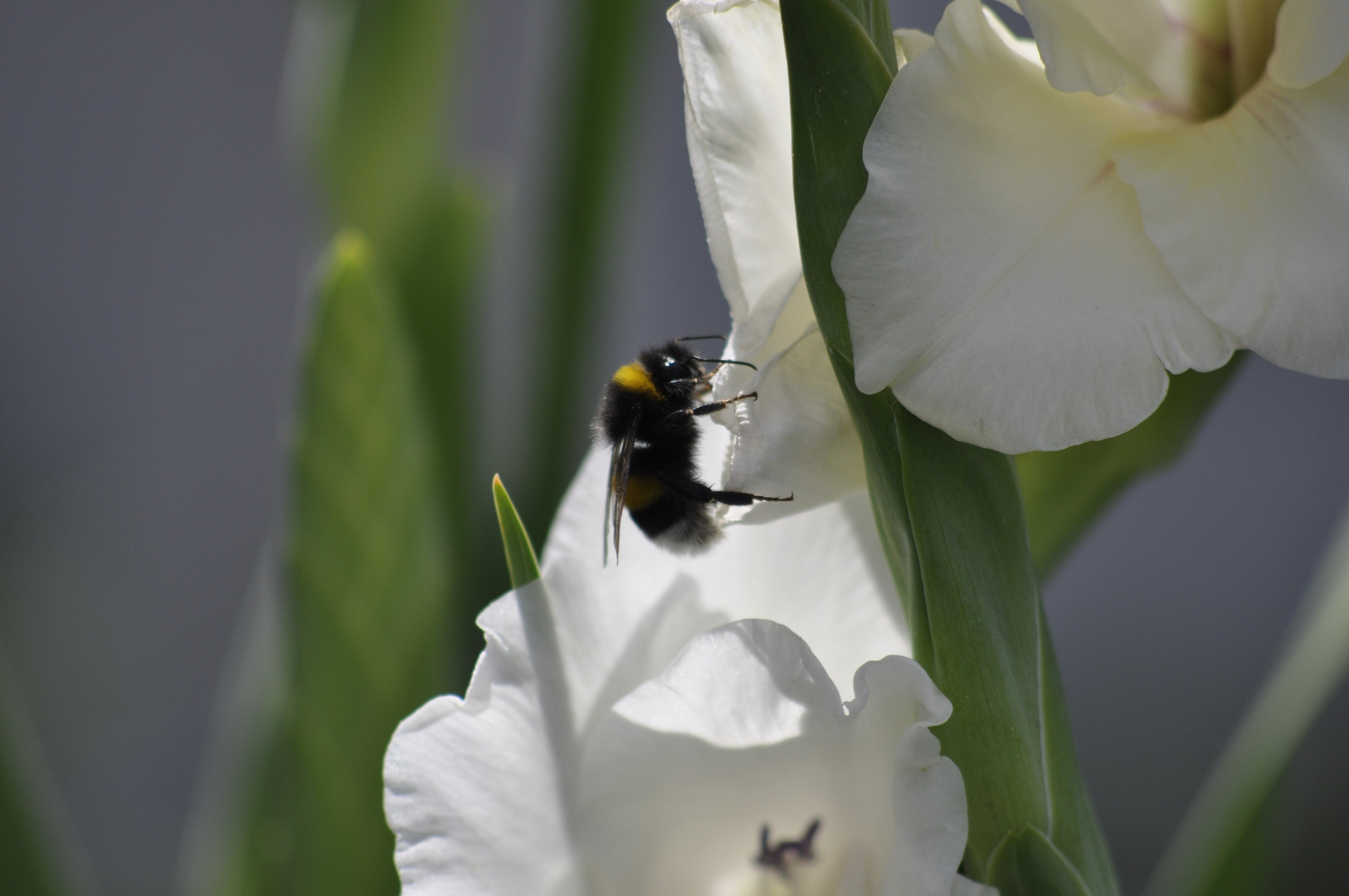 HUMMEL am reichgedeckten Tisch