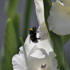 HUMMEL am reichgedeckten Tisch