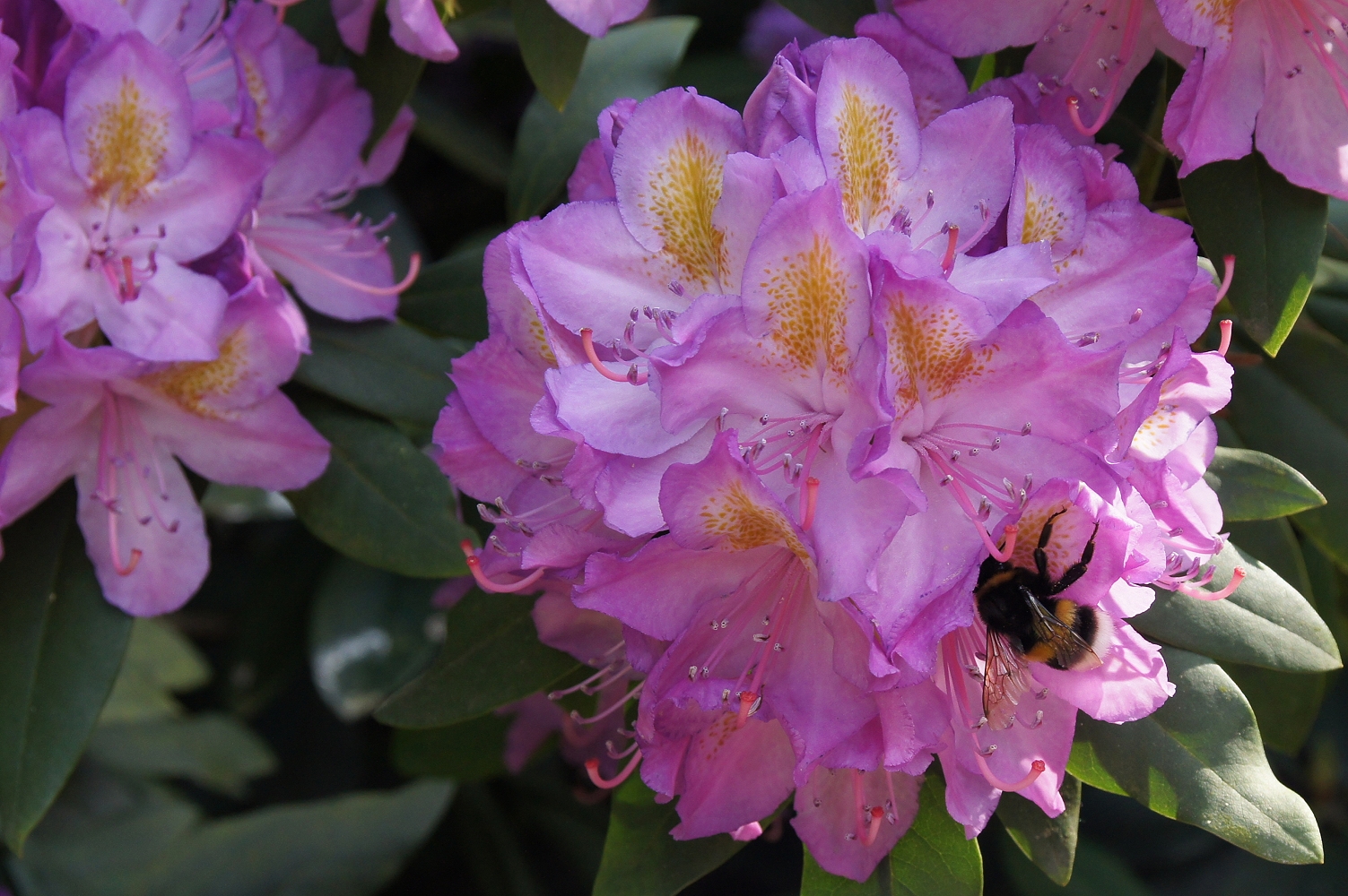 Hummel am Rhododendron