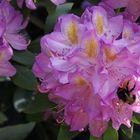 Hummel am Rhododendron