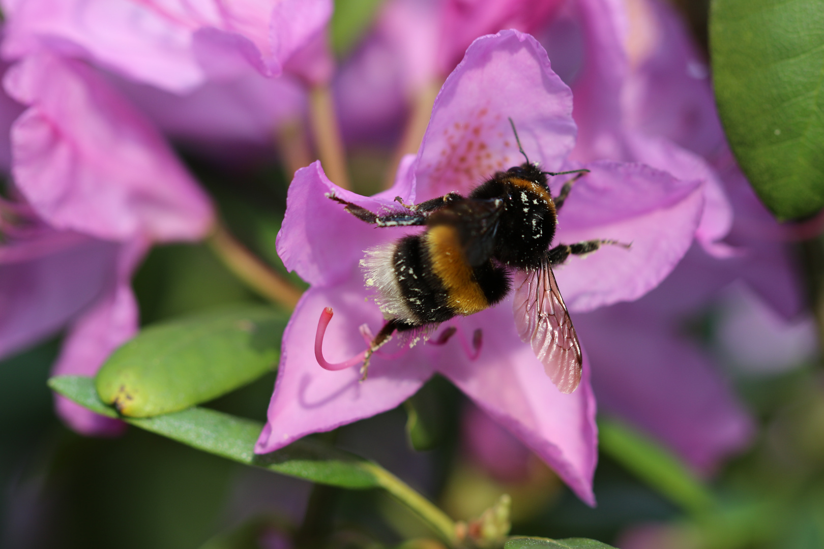 Hummel am Rhododendron