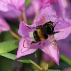 Hummel am Rhododendron