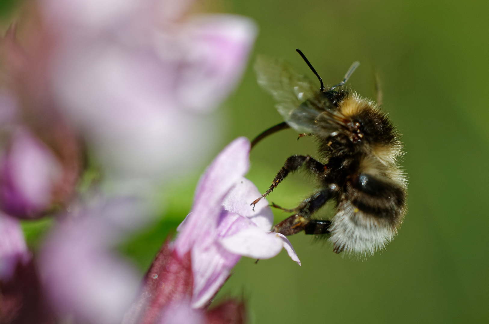 Hummel am Salbei