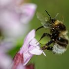 Hummel am Salbei