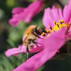 Hummel am Schmuckkörbchen im heimischen Garten