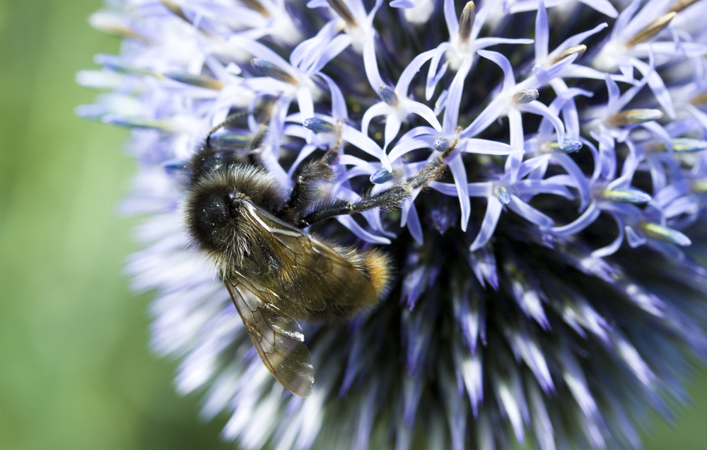 hummel am schufften xD