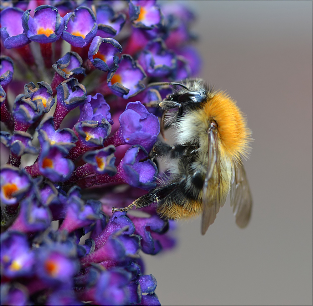 Hummel am Sommerflieder