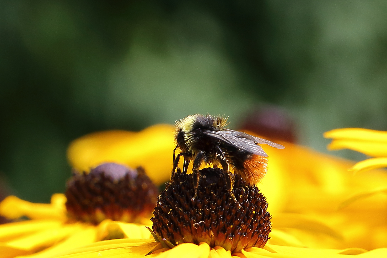 Hummel am Sommerhut