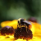 Hummel am Sommerhut