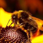 Hummel am Sonnenhut