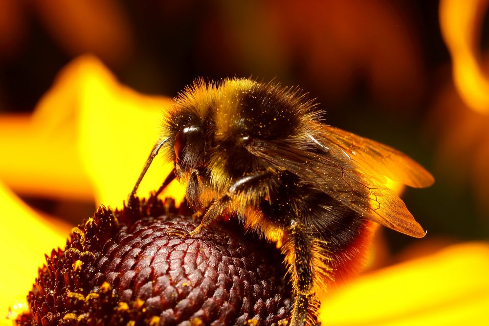 Hummel am Sonnenhut