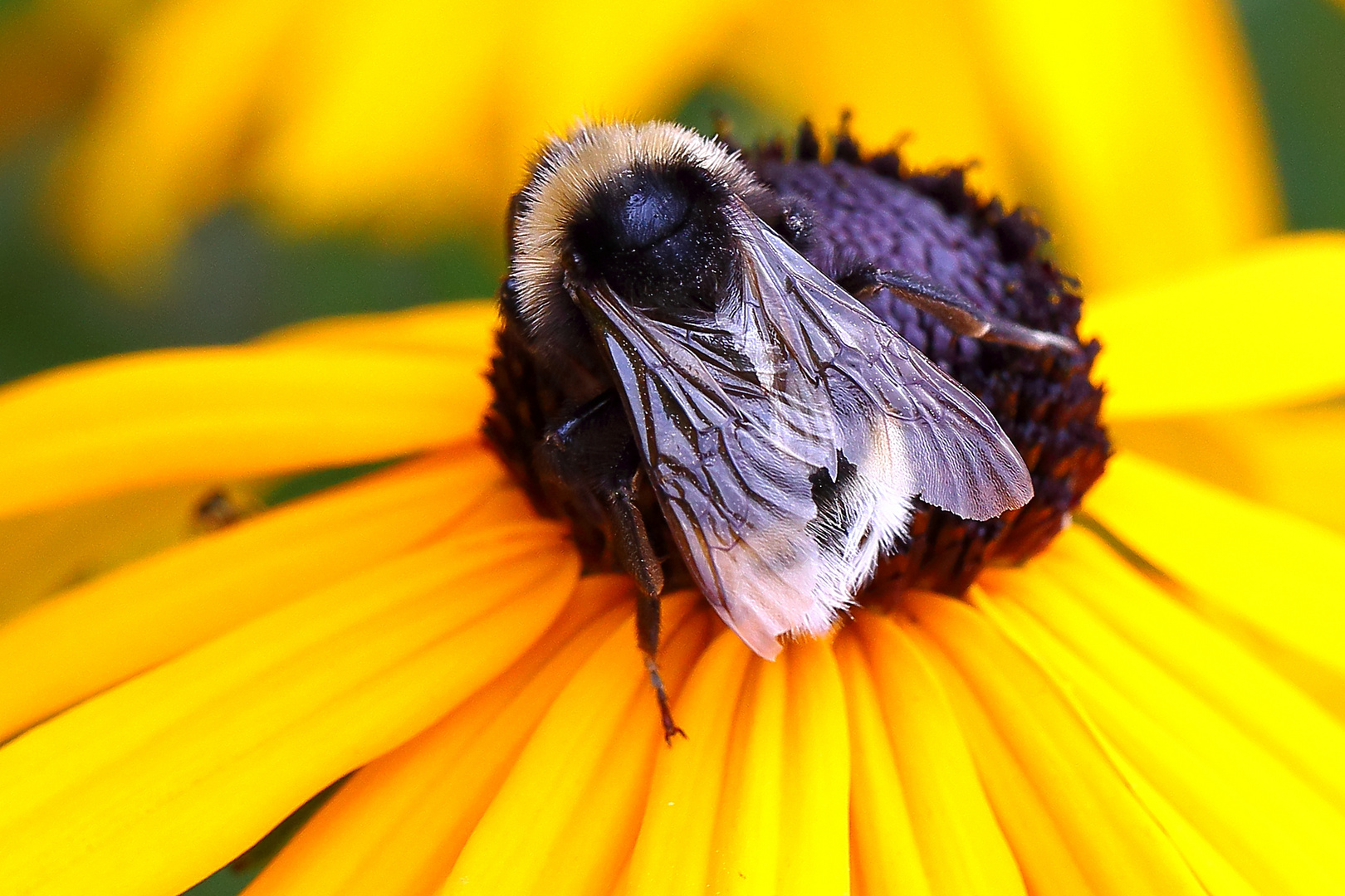 Hummel am Sonnenhut (I)