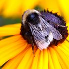 Hummel am Sonnenhut (I)