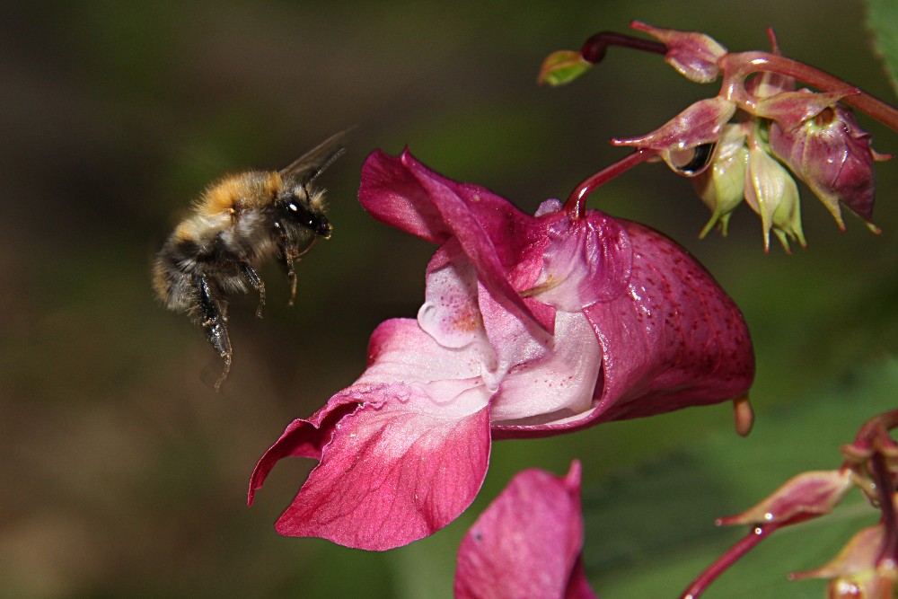 Hummel am Springkraut