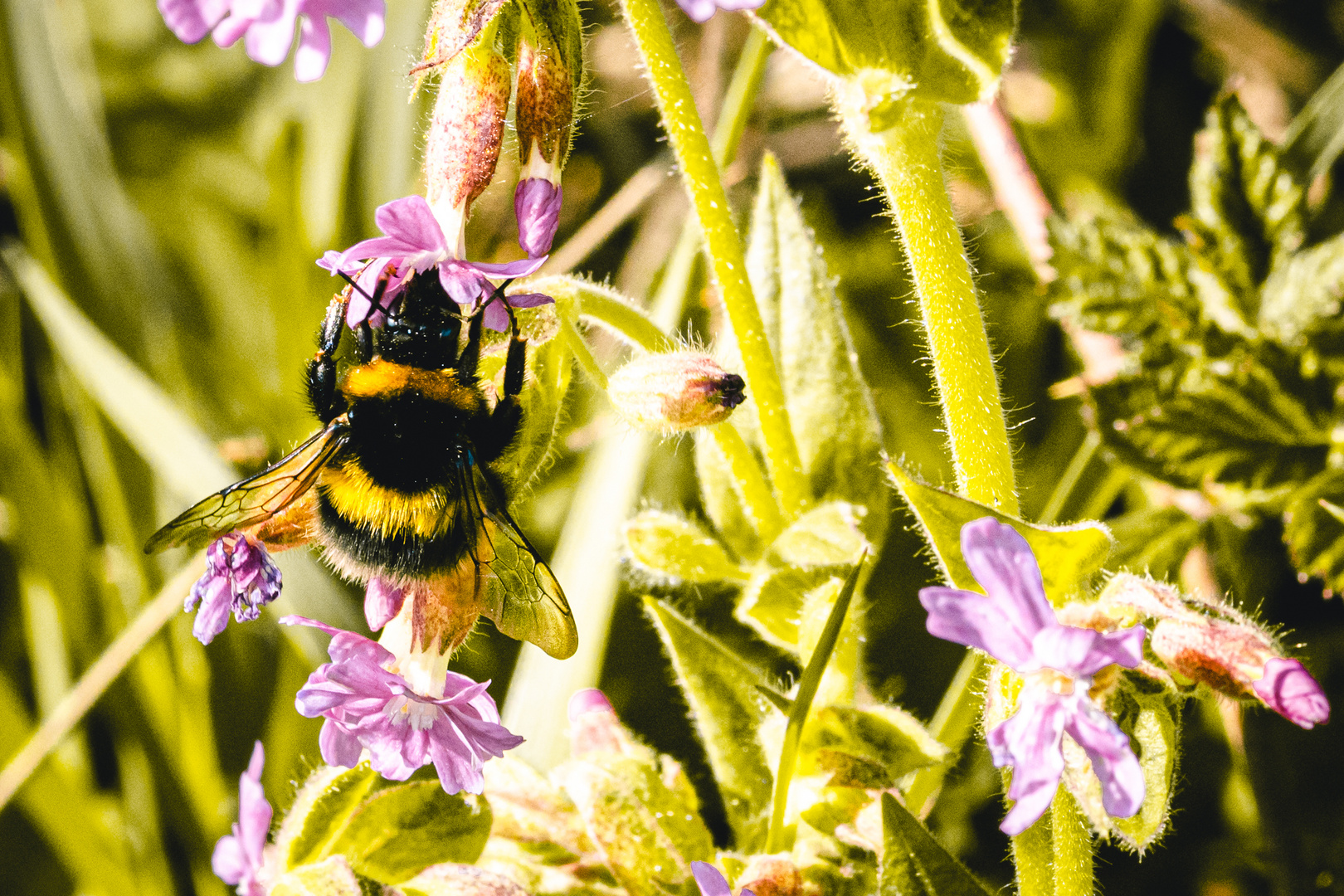 Hummel am Storchschnabel