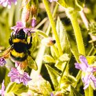 Hummel am Storchschnabel