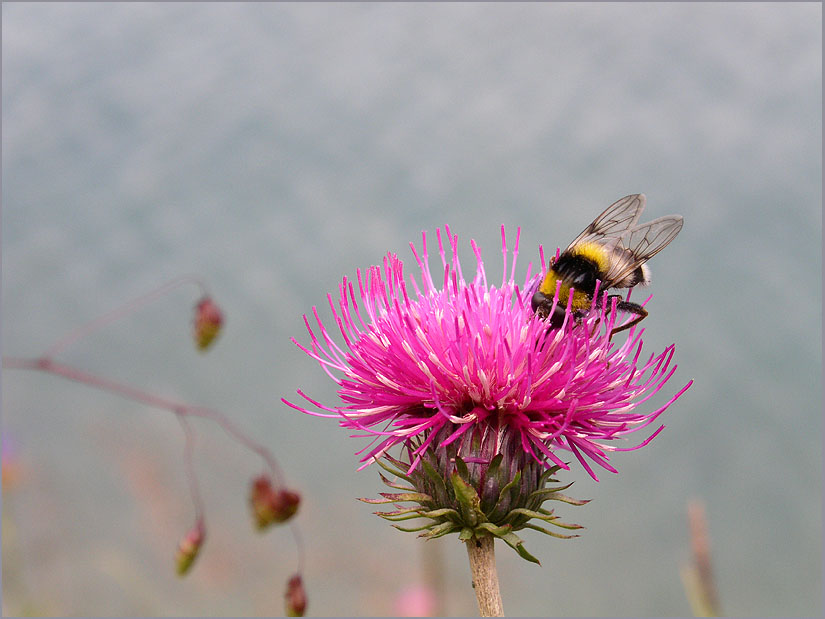 Hummel am Uferhang