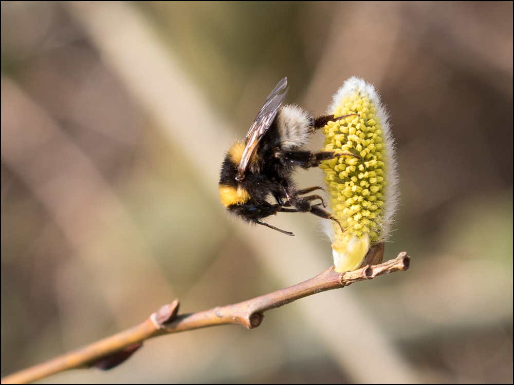 Hummel am Weidenkätzchen