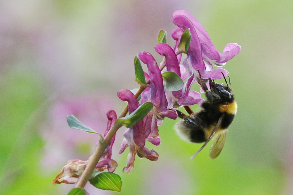 Hummel am Ziel