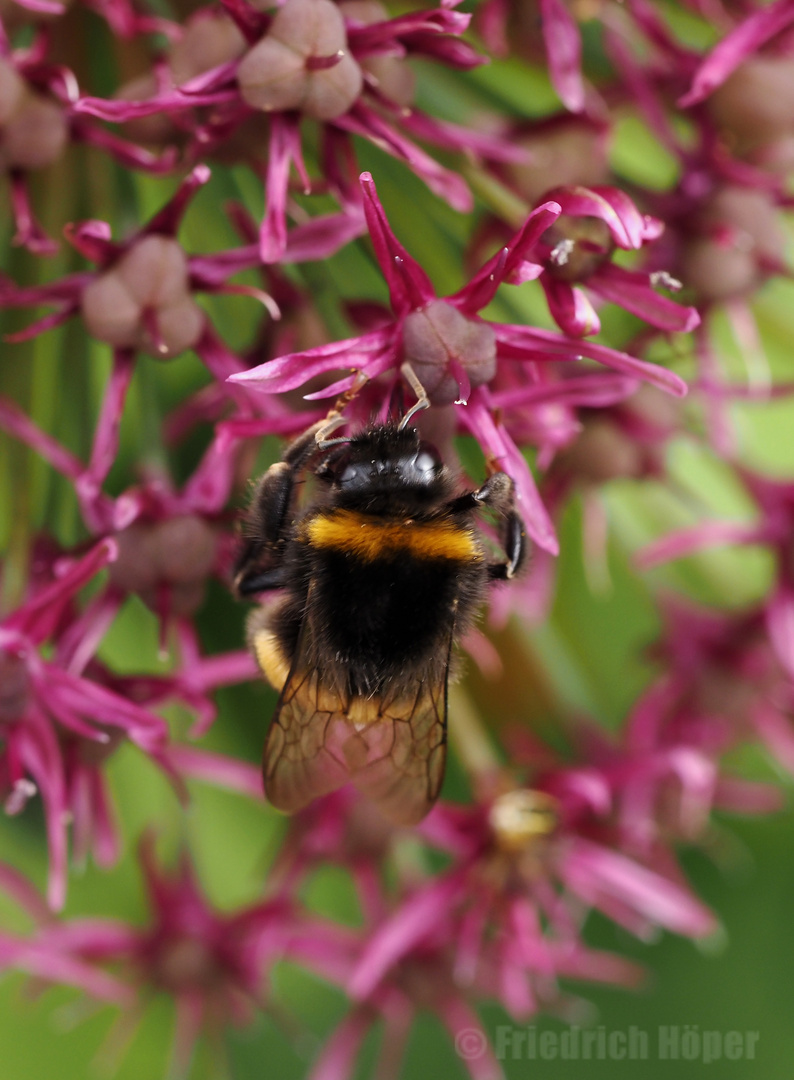 Hummel am Zierlauch