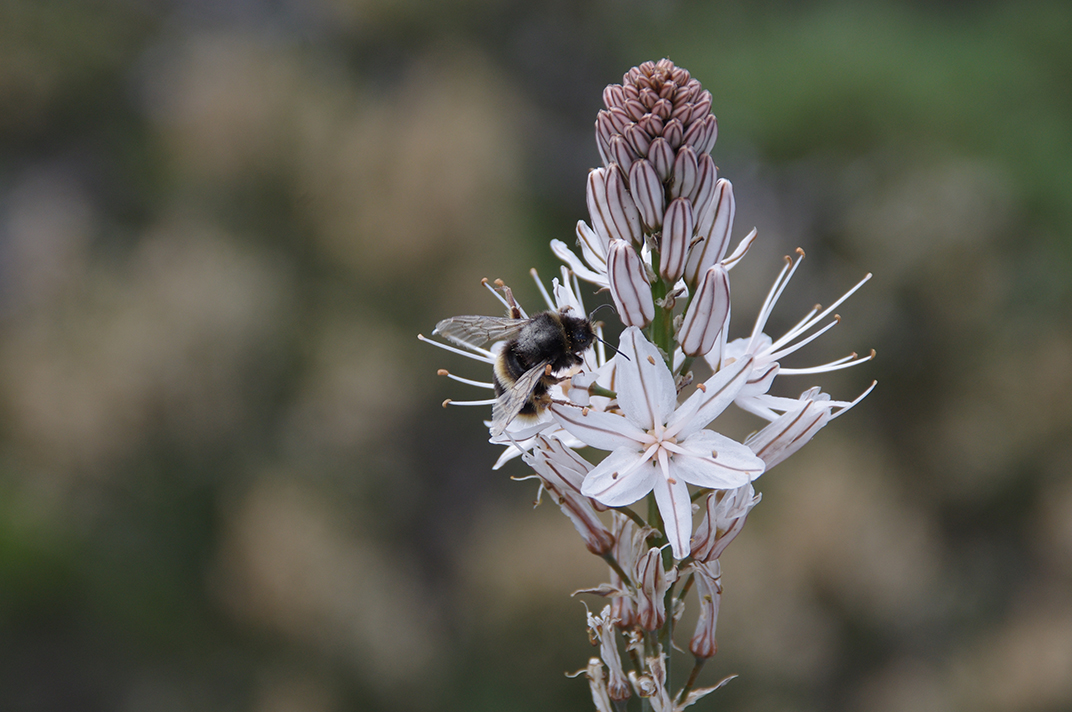 Hummel an Aspergillus