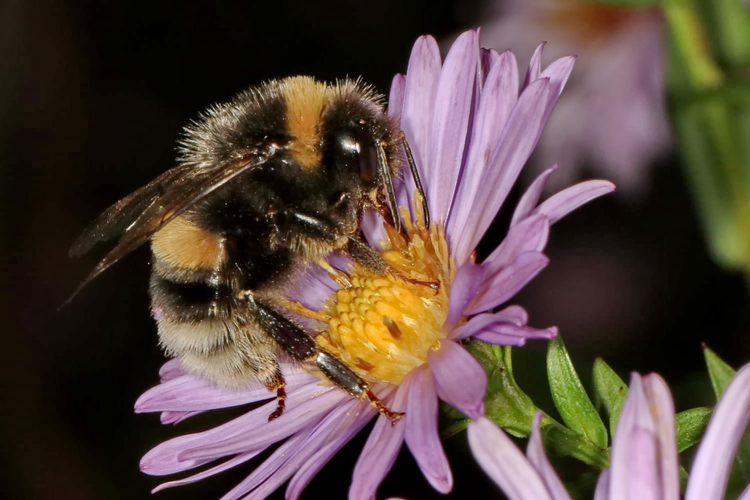 Hummel an Asterblüte