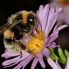 Hummel an Asterblüte