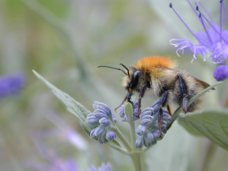 Hummel an Bartblume