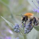 Hummel an Bartblume