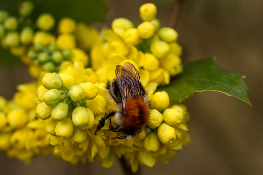 Hummel an Berberitze