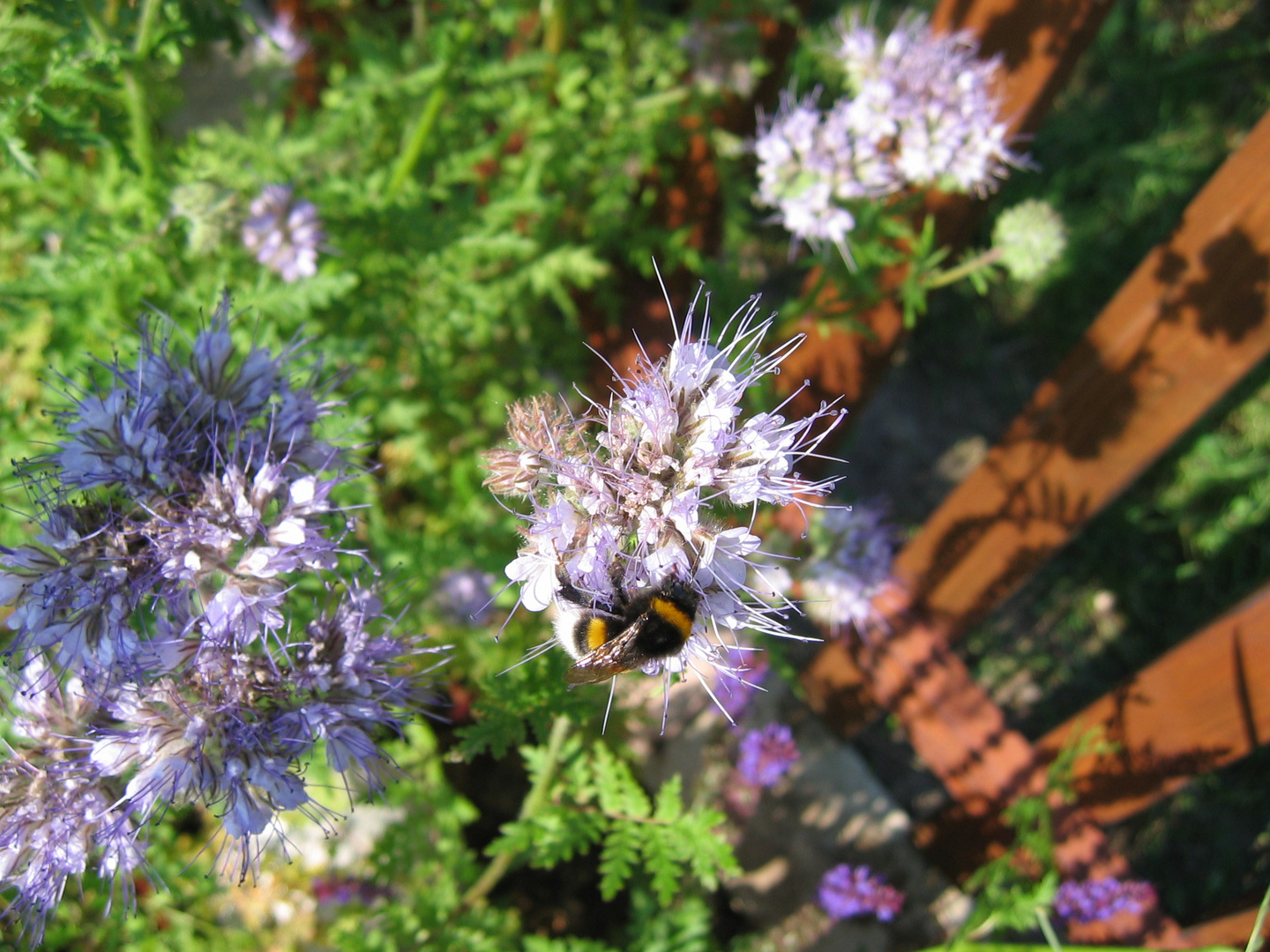 Hummel an Bienenfreund