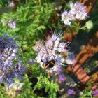 Hummel an Bienenfreund