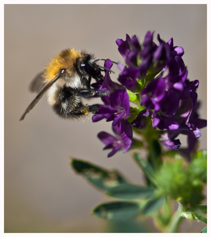 Hummel an Blümchen