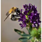 Hummel an Blümchen