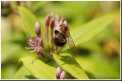 Hummel an Blüte