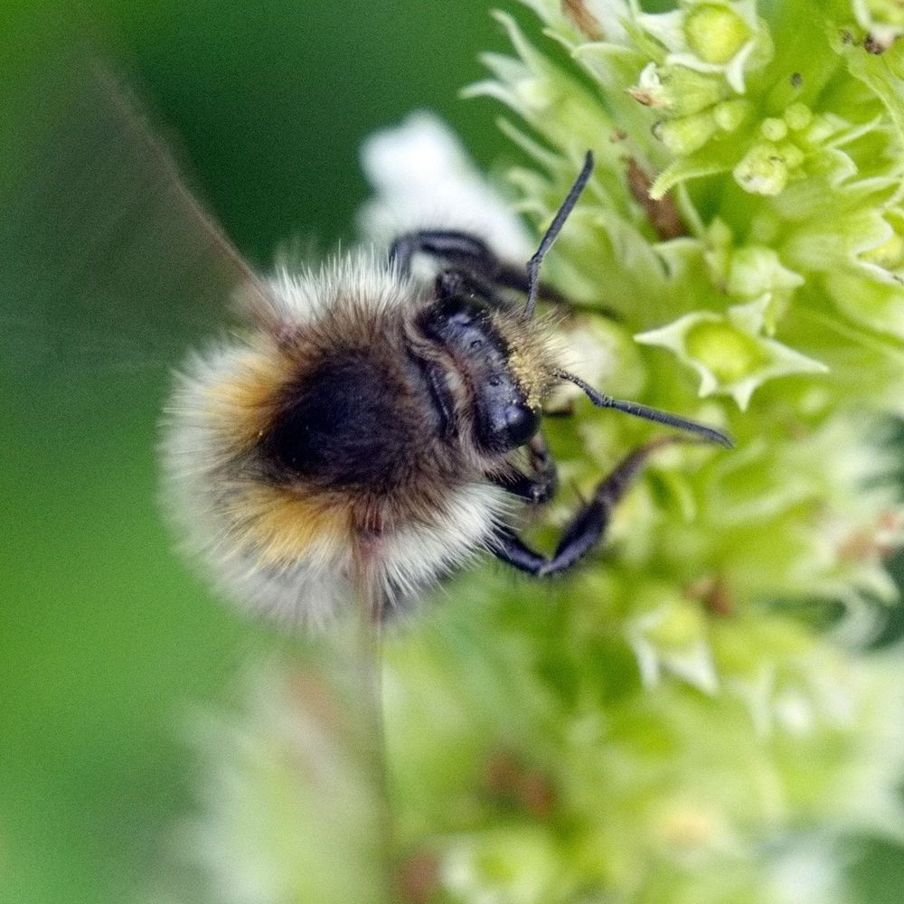 Hummel an Blüte (1)